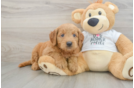 Playful Mini Groodle Poodle Mix Puppy