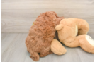 Playful Mini Groodle Poodle Mix Puppy