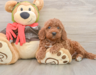 7 week old Mini Goldendoodle Puppy For Sale - Premier Pups