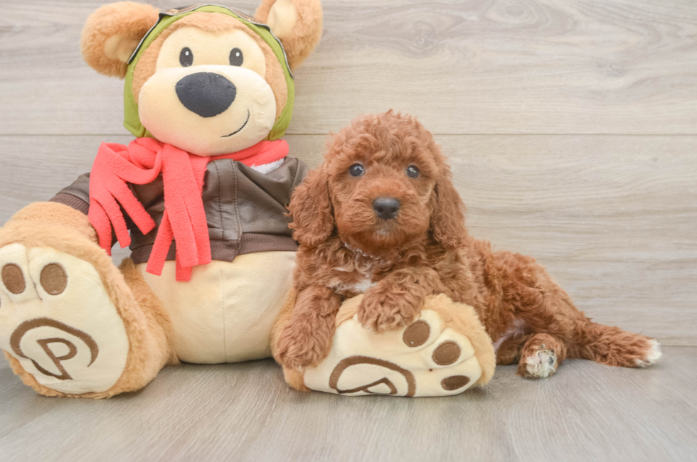 5 week old Mini Goldendoodle Puppy For Sale - Premier Pups