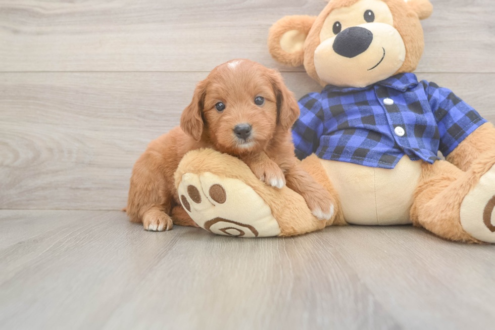 Mini Goldendoodle Puppy for Adoption