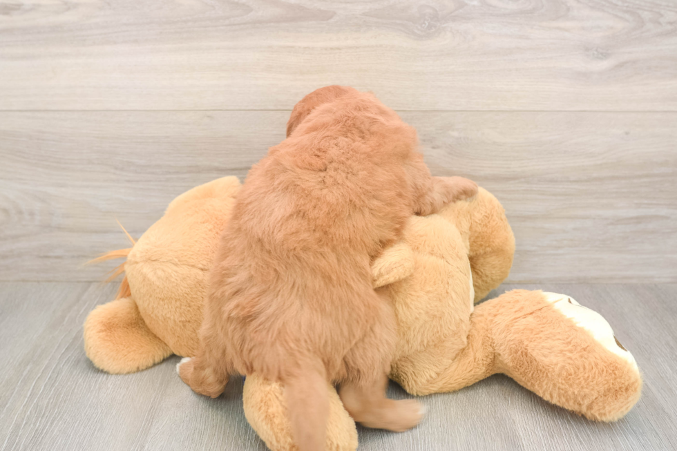 Smart Mini Goldendoodle Poodle Mix Pup