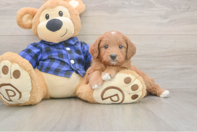 Energetic Golden Doodle Poodle Mix Puppy
