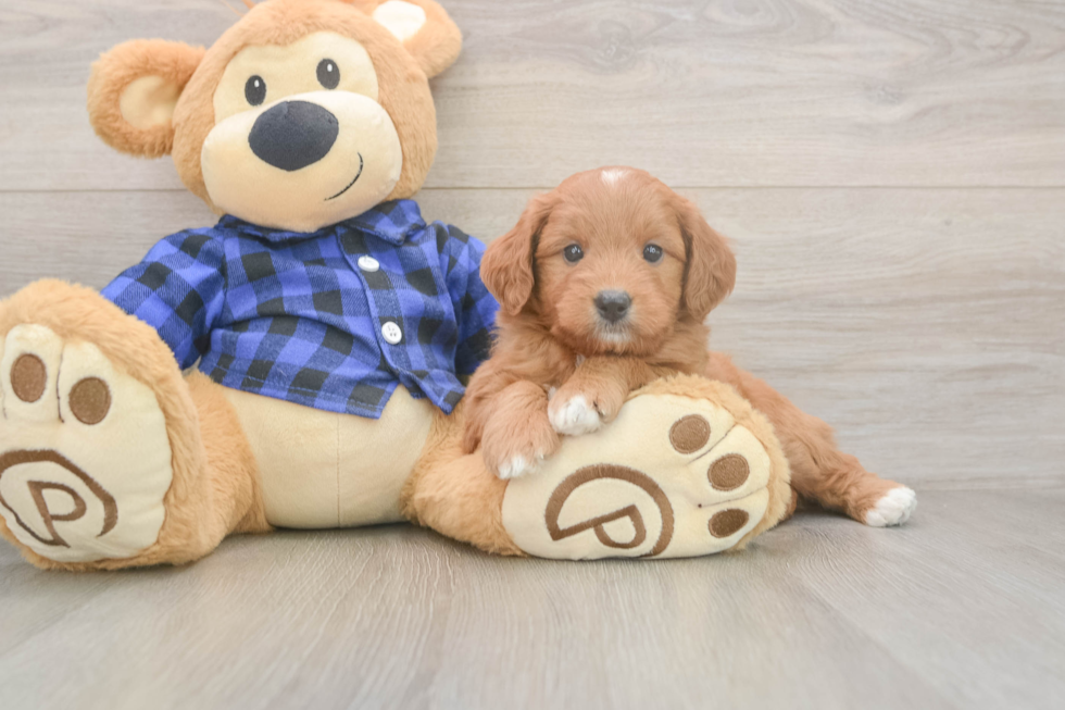 Energetic Golden Doodle Poodle Mix Puppy