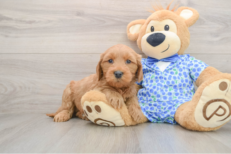 Best Mini Goldendoodle Baby