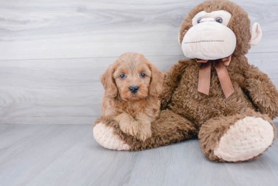 Energetic Golden Retriever Poodle Mix Puppy