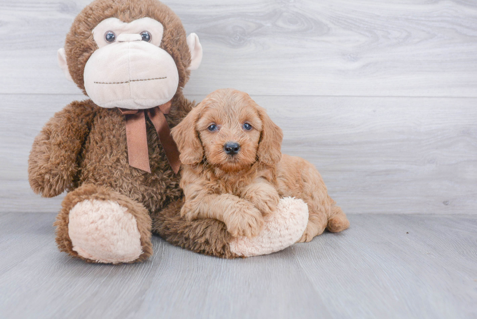 Friendly Mini Goldendoodle Baby