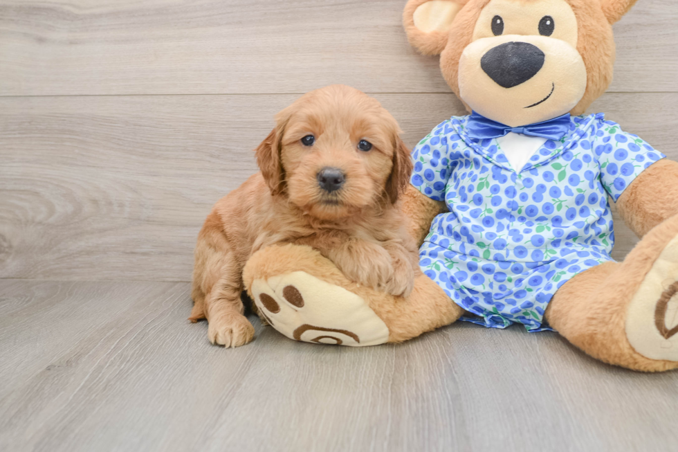 Mini Goldendoodle Puppy for Adoption