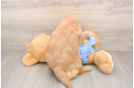 Fluffy Mini Goldendoodle Poodle Mix Pup