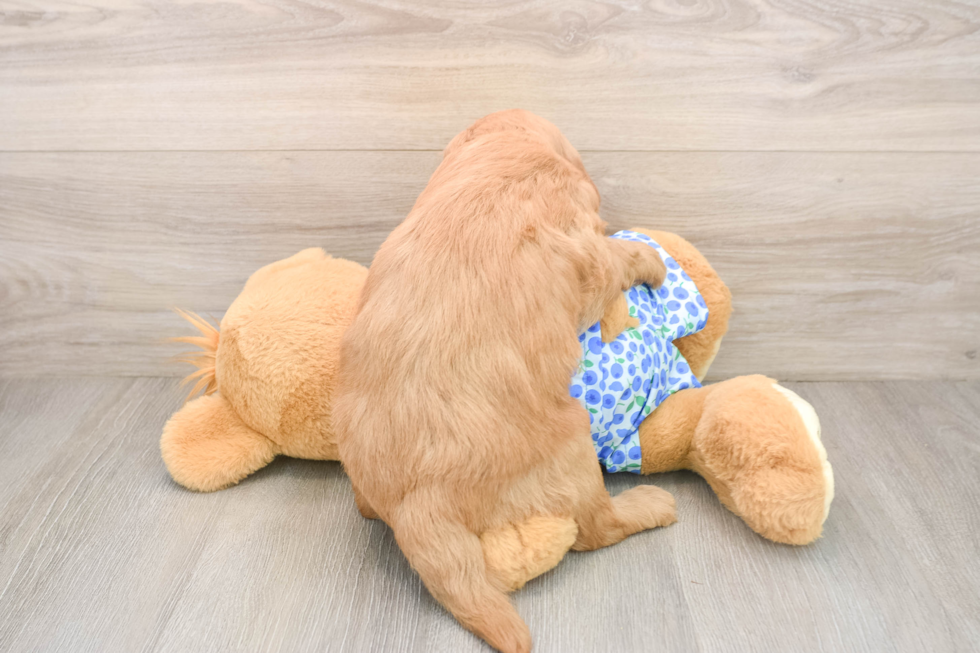 Fluffy Mini Goldendoodle Poodle Mix Pup