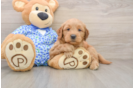Best Mini Goldendoodle Baby