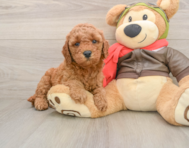 7 week old Mini Goldendoodle Puppy For Sale - Premier Pups