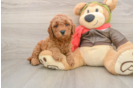 Smart Mini Goldendoodle Poodle Mix Pup