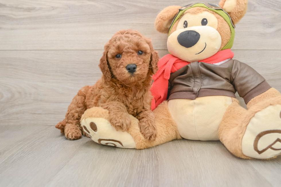 Smart Mini Goldendoodle Poodle Mix Pup