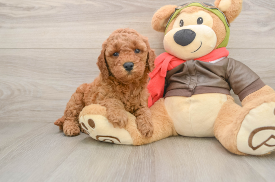 Smart Mini Goldendoodle Poodle Mix Pup
