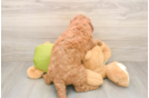 Mini Goldendoodle Pup Being Cute