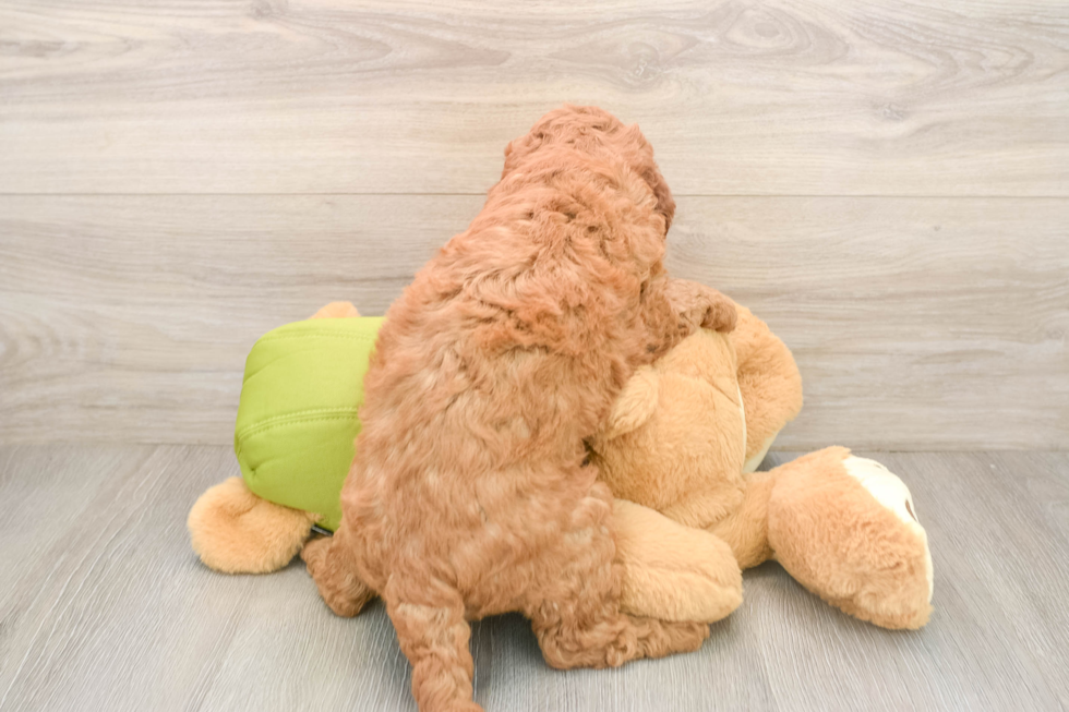 Mini Goldendoodle Pup Being Cute