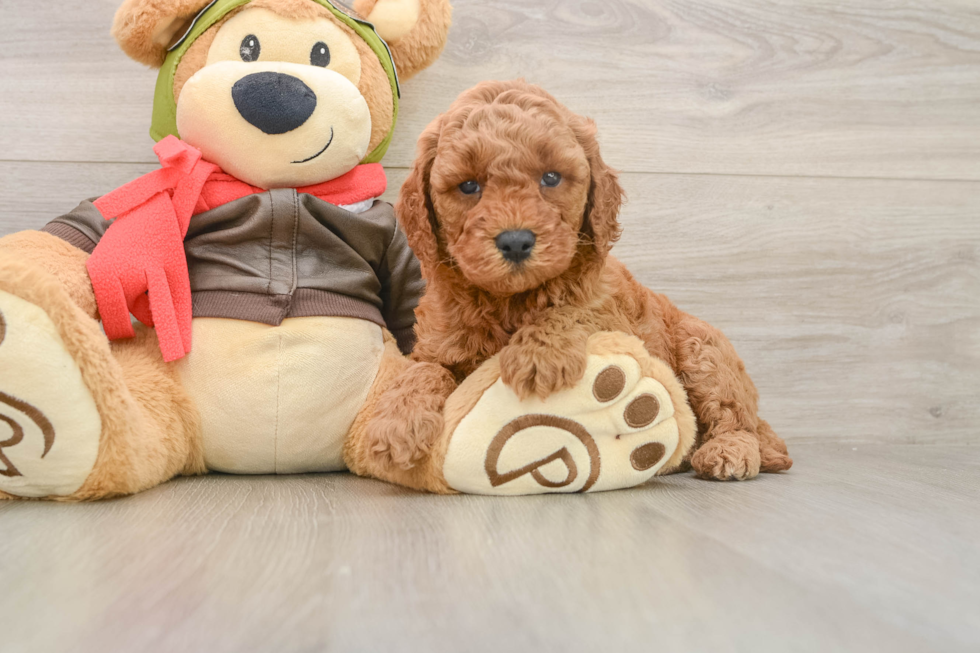 Mini Goldendoodle Pup Being Cute