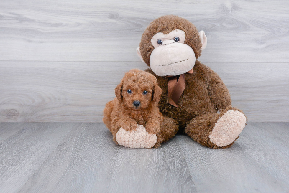 Best Mini Goldendoodle Baby