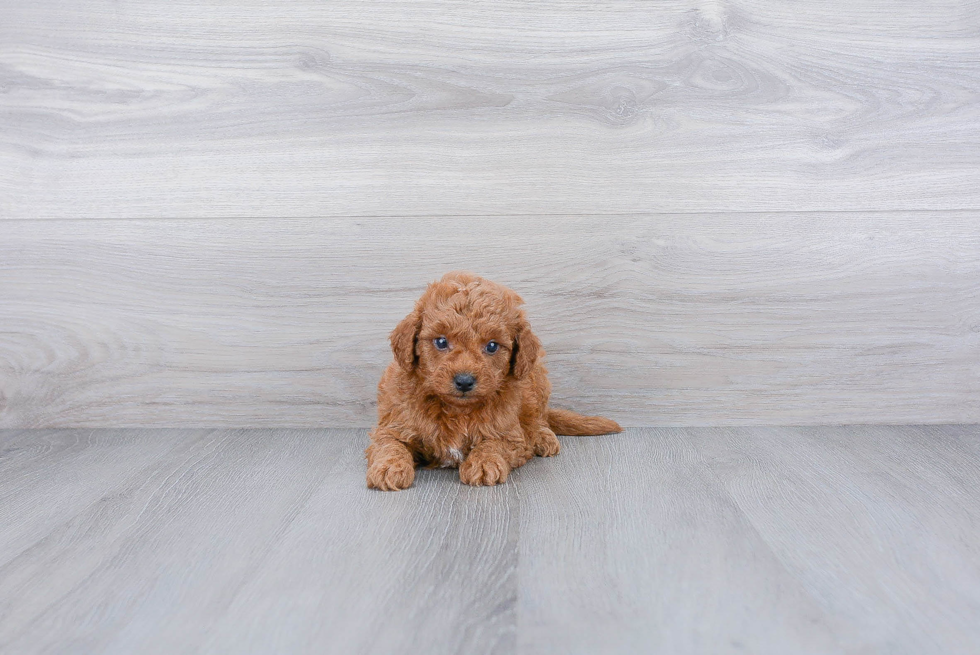 Adorable Golden Retriever Poodle Mix Puppy