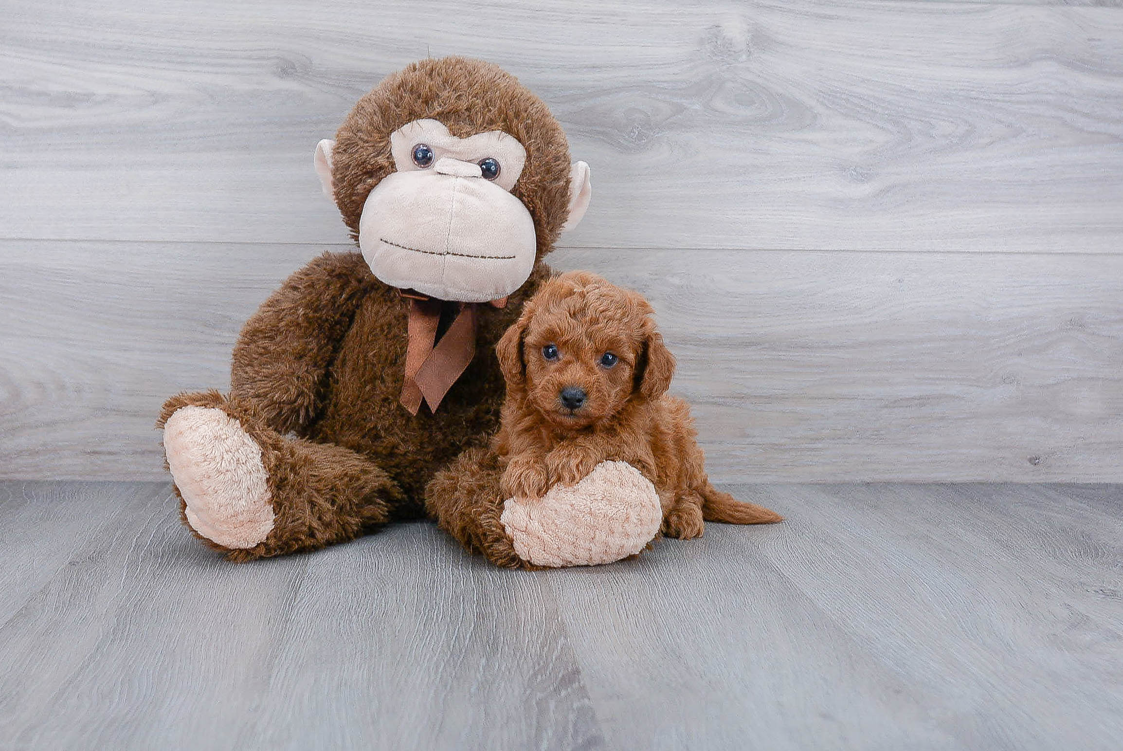Little Golden Retriever Poodle Mix Puppy