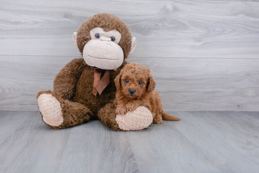 Little Golden Retriever Poodle Mix Puppy