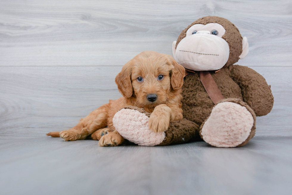 Sweet Mini Goldendoodle Baby