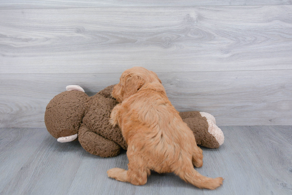 Smart Mini Goldendoodle Poodle Mix Pup