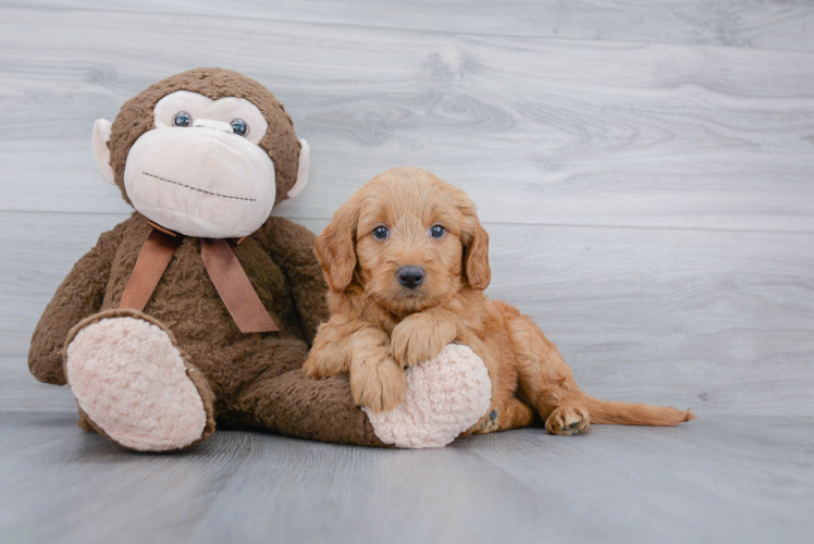 Petite Mini Goldendoodle Poodle Mix Pup