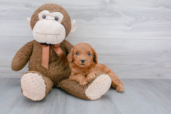 Best Mini Goldendoodle Baby