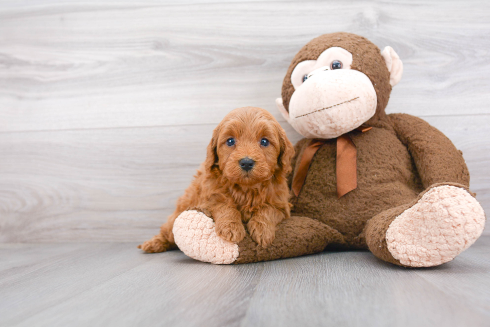 Playful Golden Retriever Poodle Mix Puppy