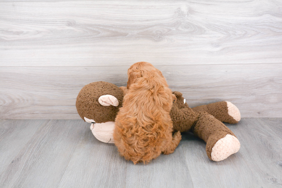 Adorable Golden Retriever Poodle Mix Puppy