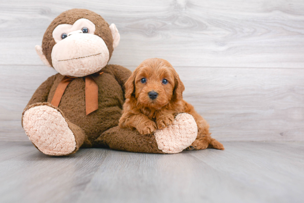 Mini Goldendoodle Puppy for Adoption