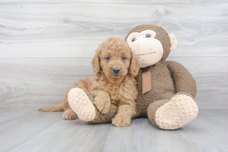 Smart Mini Goldendoodle Poodle Mix Pup