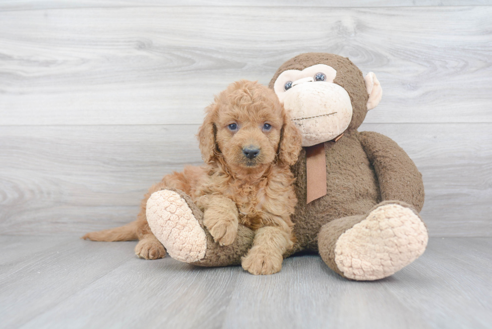 Smart Mini Goldendoodle Poodle Mix Pup