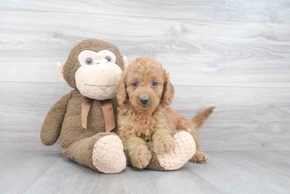 Adorable Golden Retriever Poodle Mix Puppy