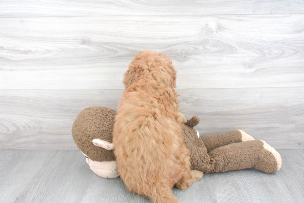 Best Mini Goldendoodle Baby