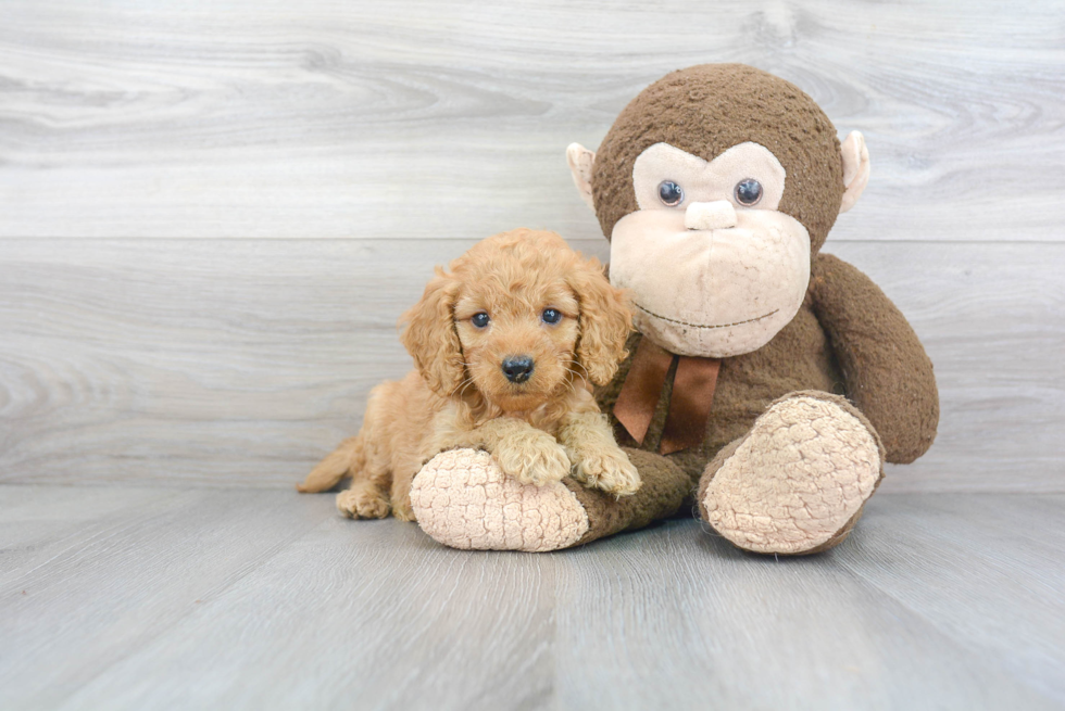 Friendly Mini Goldendoodle Baby