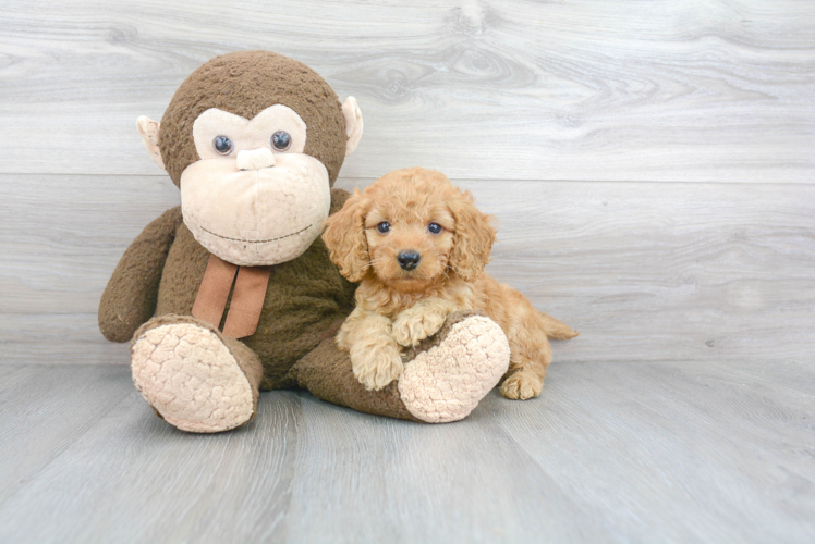 Fluffy Mini Goldendoodle Poodle Mix Pup