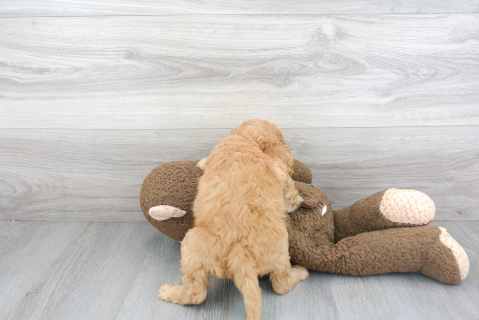 Happy Mini Goldendoodle Baby