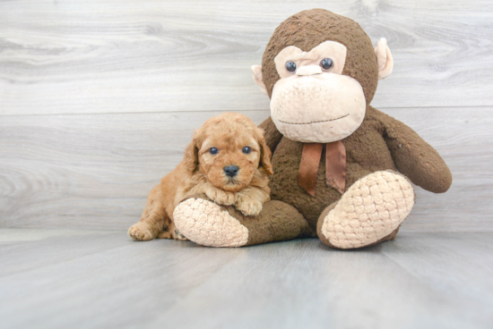 Energetic Golden Retriever Poodle Mix Puppy