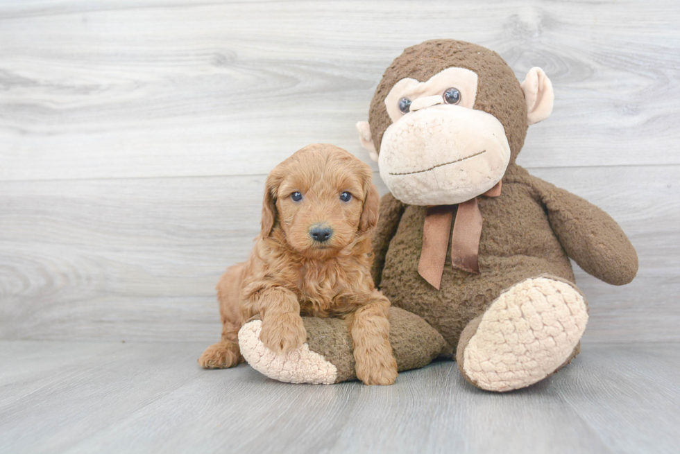 Mini Goldendoodle Pup Being Cute