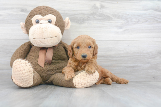 Funny Mini Goldendoodle Poodle Mix Pup