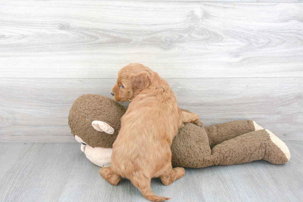 Mini Goldendoodle Puppy for Adoption