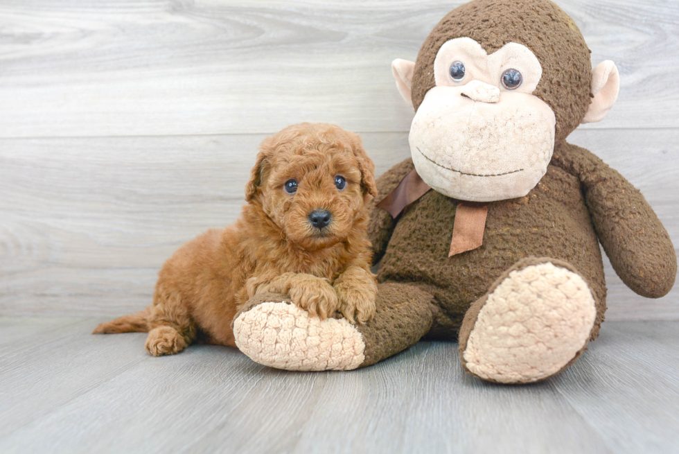 Energetic Golden Retriever Poodle Mix Puppy