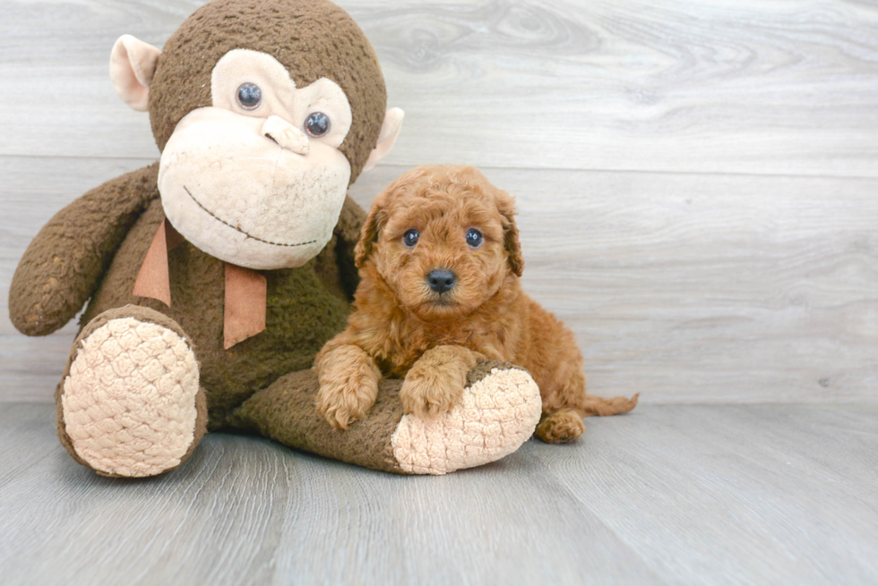 Cute Mini Goldendoodle Baby