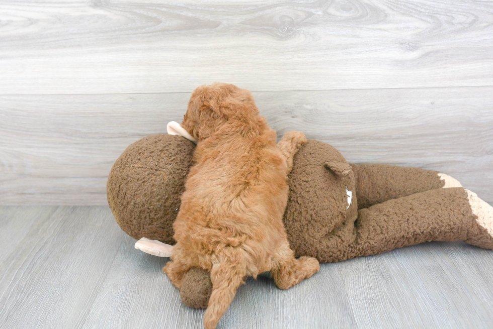 Best Mini Goldendoodle Baby