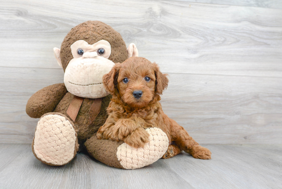 Funny Mini Goldendoodle Poodle Mix Pup