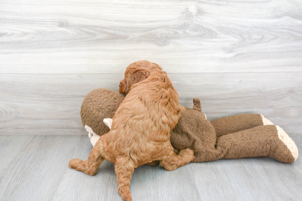 Cute Mini Goldendoodle Baby