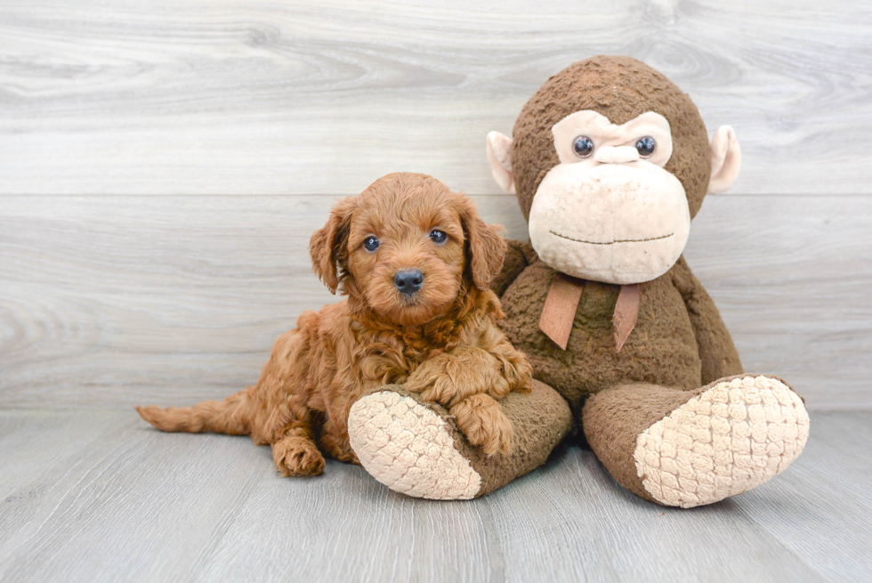 Fluffy Mini Goldendoodle Poodle Mix Pup